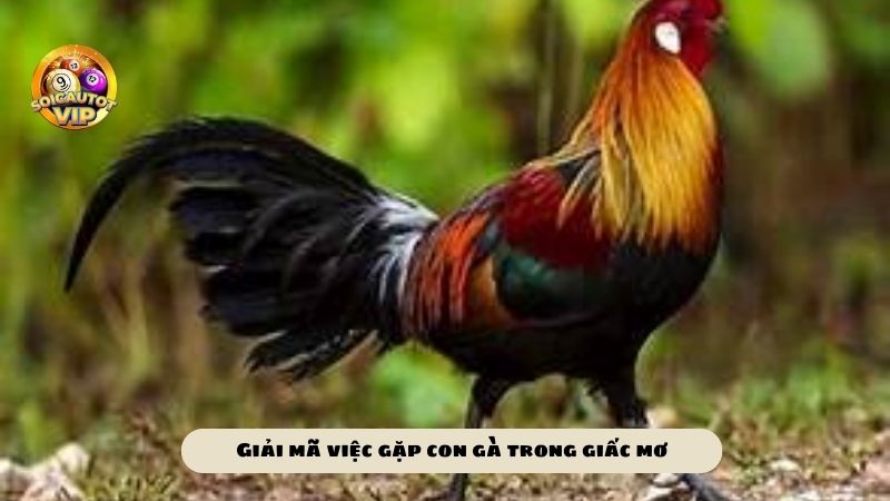 Tìm hiểu giấc mơ về gà - Mơ thấy con gà đánh số gì để ăn lô đề?