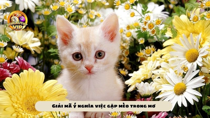 Mơ thấy mèo đánh lô đề con gì? Giải mã ý nghĩa giấc mơ thấy mèo